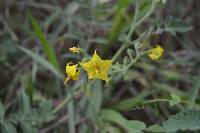 Solanum habrochaites image