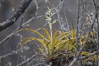 Racinaea multiflora image