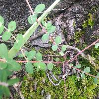 Euphorbia lasiocarpa image