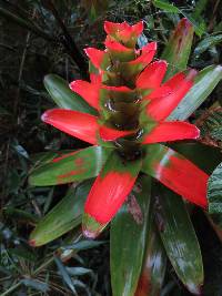 Guzmania gloriosa image