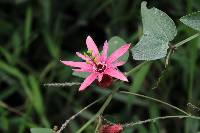 Passiflora sanguinolenta image