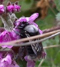 Bombus funebris image