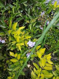 Duranta erecta image