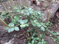 Peperomia tetraphylla image