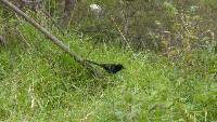 Crotophaga sulcirostris image