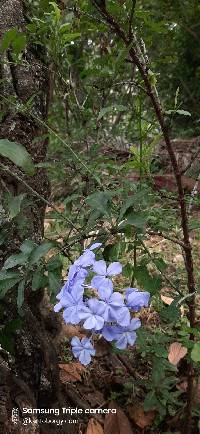 Plumbago auriculata image