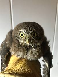 Glaucidium peruanum image