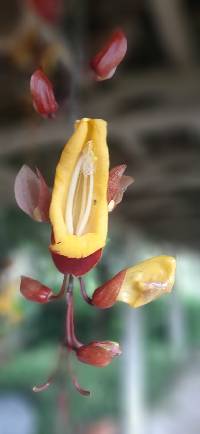 Thunbergia mysorensis image