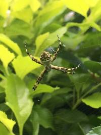 Argiope argentata image