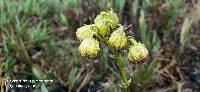 Senecio chionogeton image