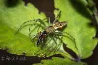 Peucetia rubrolineata image