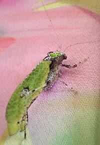 Pycnopalpa (Pycnopalpa) bicordata image