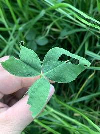 Trifolium repens image