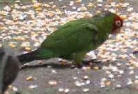 Aratinga erythrogenys image