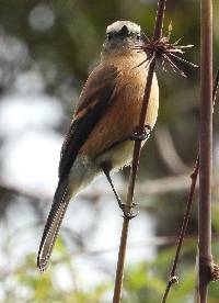 Ochthoeca fumicolor image