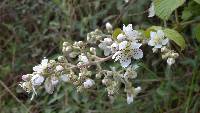 Rubus boliviensis image