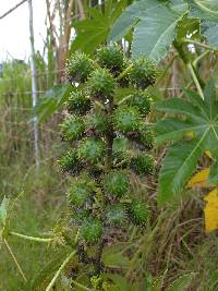 Ricinus communis image