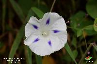 Ipomoea purpurea image