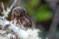 Glaucidium jardinii image