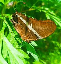 Siproeta epaphus image