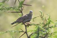 Columbina cruziana image