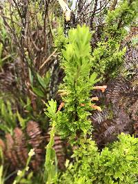 Clinopodium taxifolium image