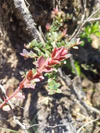 Vaccinium floribundum image