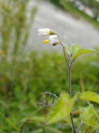 Solanum longifilamentum image