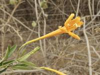 Bignonia longiflora image