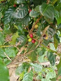 Coffea arabica image