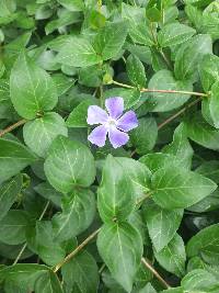 Vinca major image