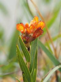 Elleanthus aurantiacus image