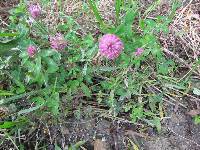 Trifolium pratense image