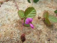 Desmodium molliculum image