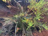 Hypericum laricifolium image