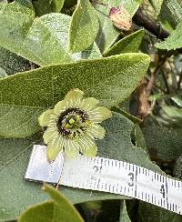 Passiflora exoperculata image