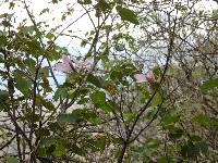 Bauhinia ayabacensis image