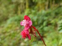 Begonia urticae image