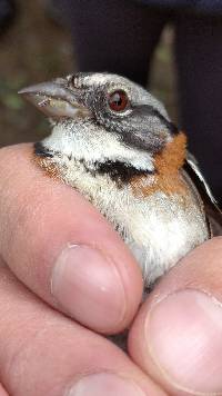 Zonotrichia capensis image