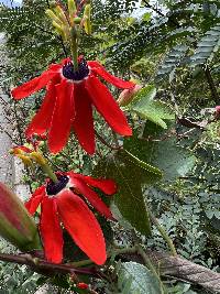 Passiflora manicata image