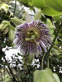 Passiflora ligularis image