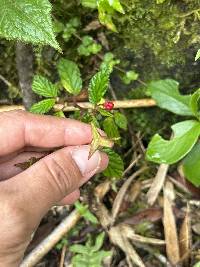 Begonia urticae image