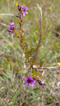 Cuphea ciliata image