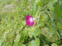 Ipomoea purpurea image