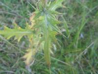 Cirsium vulgare image