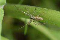 Peucetia rubrolineata image