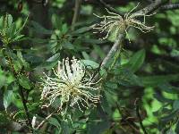 Oreocallis grandiflora image