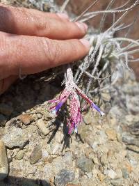 Tillandsia tectorum image