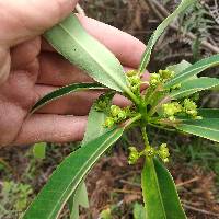 Euphorbia laurifolia image