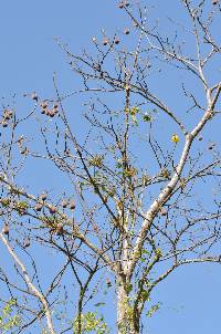 Cochlospermum vitifolium image